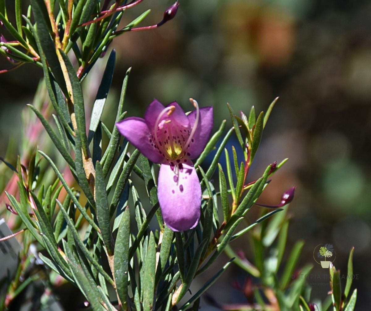 ΕΡΕΜΟΦΥΛΛΟ – Eremophila sp - 2
